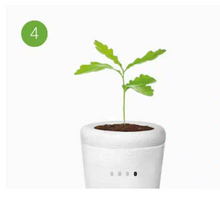 Cargar imagen en el visor de la galería, urne funeraire plante bios
